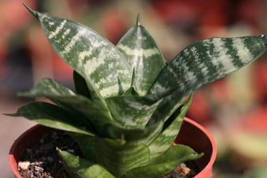 虎尾兰和虎皮兰的区别是什么：没区别，它们是同一种植物