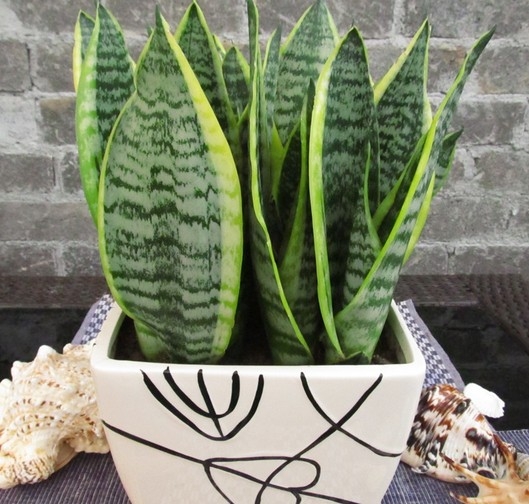 虎尾兰如何扦插：选择健壮充实的叶片直接插入介质中