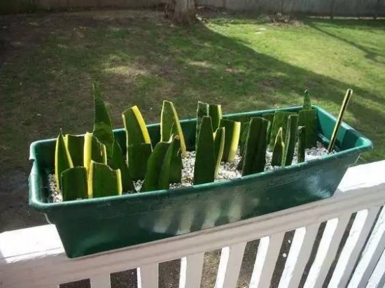 虎尾兰如何扦插：选择健壮充实的叶片直接插入介质中