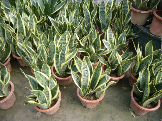 虎尾兰的养殖办法和留意事项：置阴暗环境叶子发黄