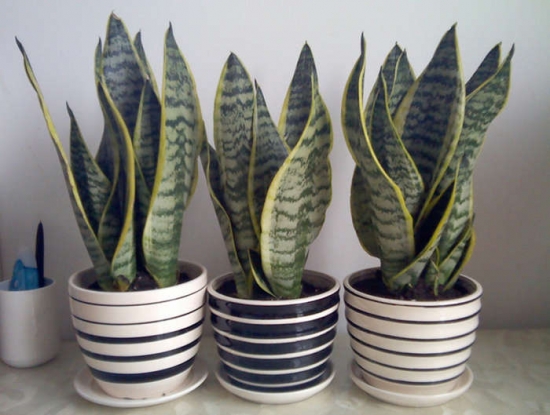 虎尾兰的养殖办法和留意事项：置阴暗环境叶子发黄