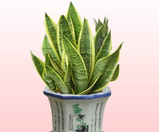 虎尾兰居家盆栽图片 虎尾兰图片附介绍:相册的图片免费下载