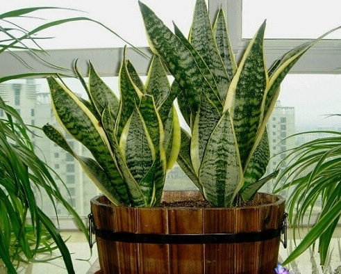 摆放在窗边的虎尾兰图片 虎尾兰图片附介绍:相册的图片免费下载