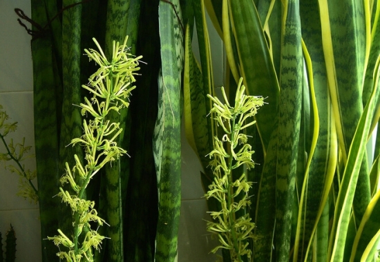 虎尾兰花特写图片 虎尾兰图片附介绍:相册的图片免费下载