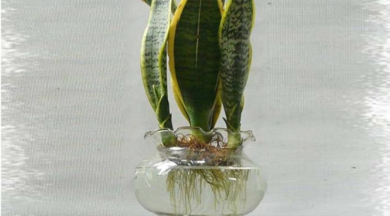 如何水培虎尾兰