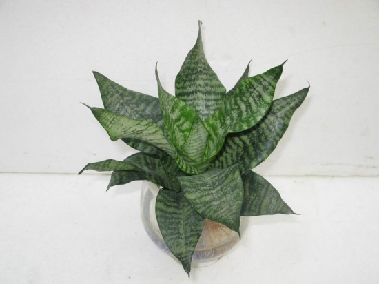 如何科学栽培虎尾兰