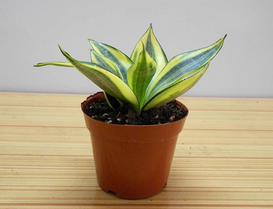 虎尾兰盆栽 虎尾兰价格:2014年