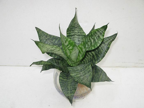 短叶虎尾兰 虎尾兰和虎皮兰的区别:虎尾兰就是虎皮兰