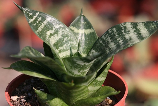 银脉虎尾兰 虎尾兰和虎皮兰的区别:虎尾兰就是虎皮兰