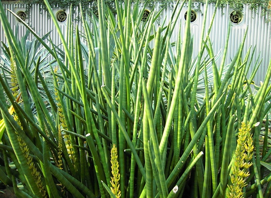 葱叶虎尾兰 虎尾兰和虎皮兰的区别:虎尾兰就是虎皮兰