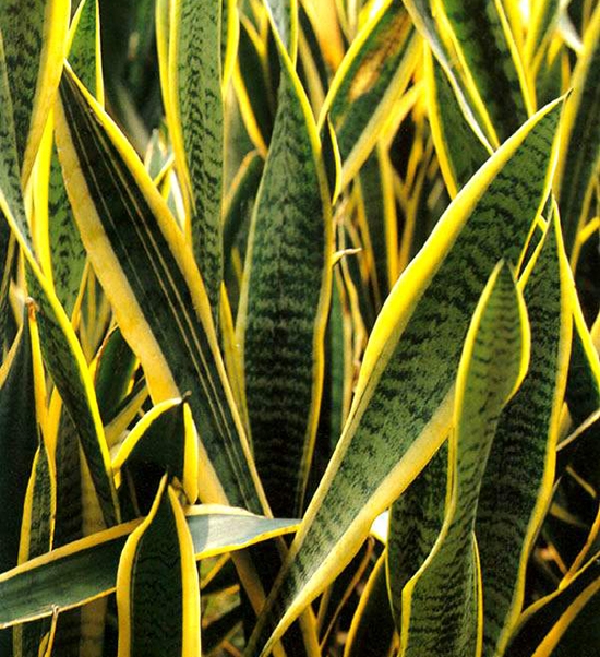 金边虎尾兰 虎尾兰和虎皮兰的区别:虎尾兰就是虎皮兰