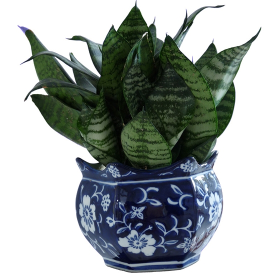 扇叶虎尾兰 虎尾兰和虎皮兰的区别:虎尾兰就是虎皮兰