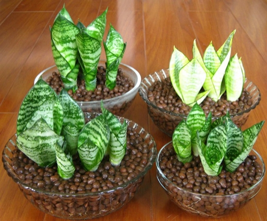 银边短叶虎尾兰 虎尾兰和虎皮兰的区别:虎尾兰就是虎皮兰