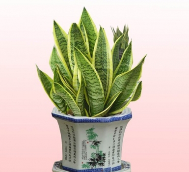 虎尾兰的养殖办法：积水过多会引起根系腐烂