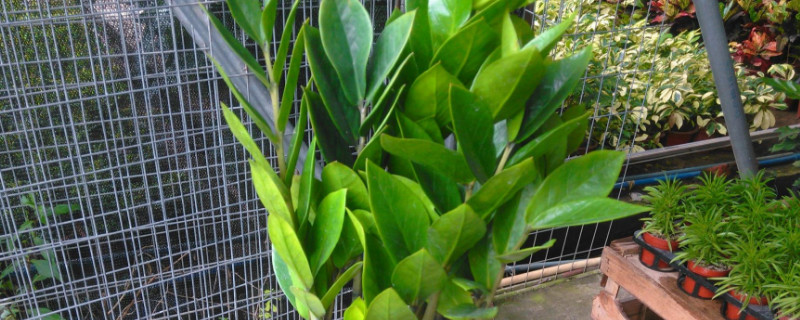 金钱树东倒西歪如何办