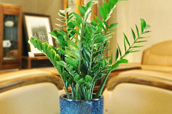 金钱树东倒西歪如何办