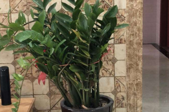 金钱树东倒西歪如何办