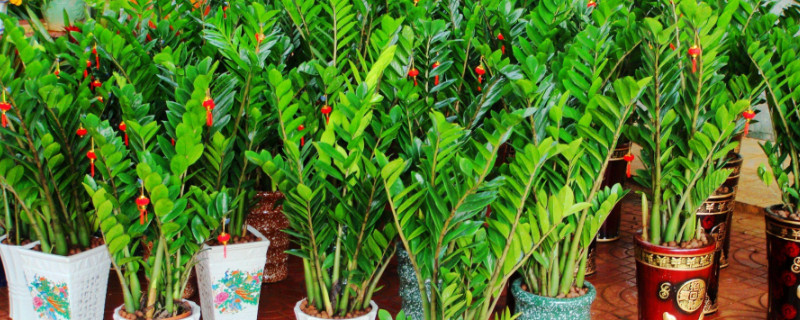 金钱树掉叶子是如何回事