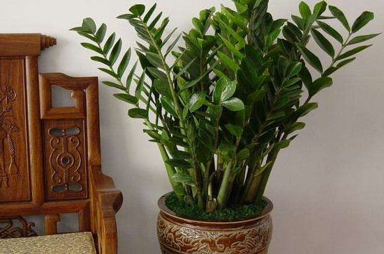 金钱树掉叶子是如何回事