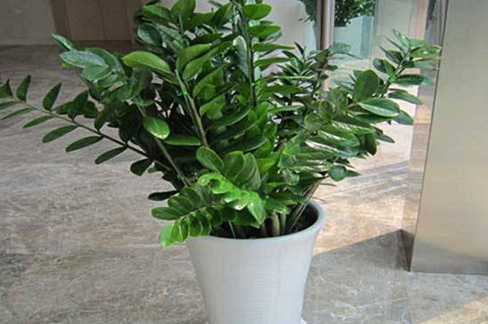 金钱树掉叶子是如何回事