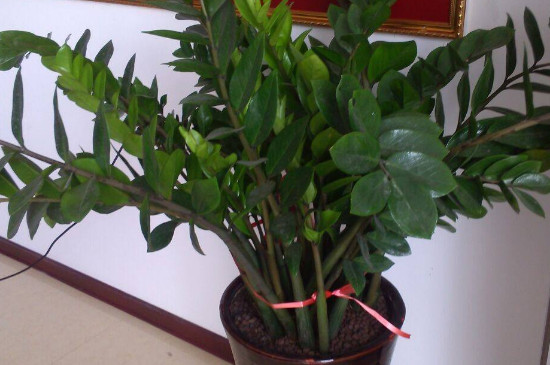 金钱树掉叶子是如何回事