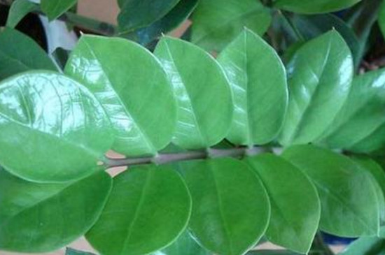 金钱树用水叶插