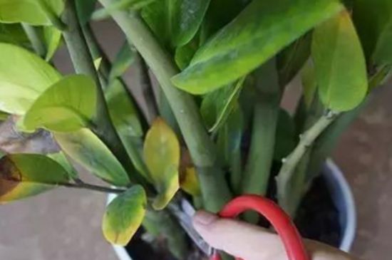 金钱树从哪长新叶