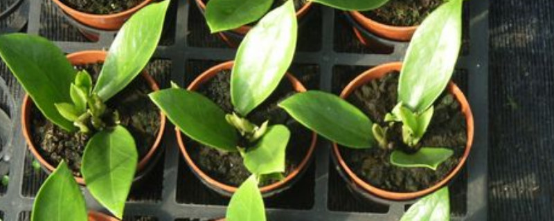 金钱树插叶繁殖办法