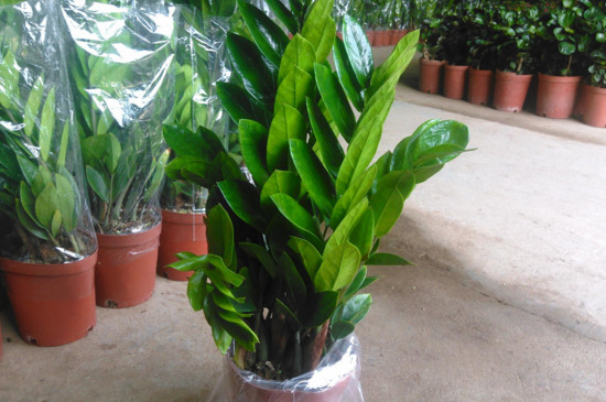 金钱树叶子发黄枯萎