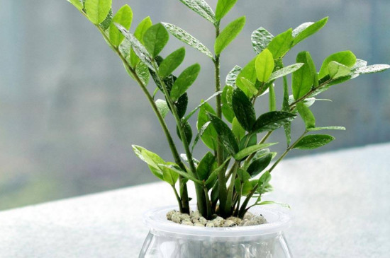 金钱树叶子发黄枯萎