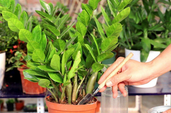 金钱树叶子发黄枯萎