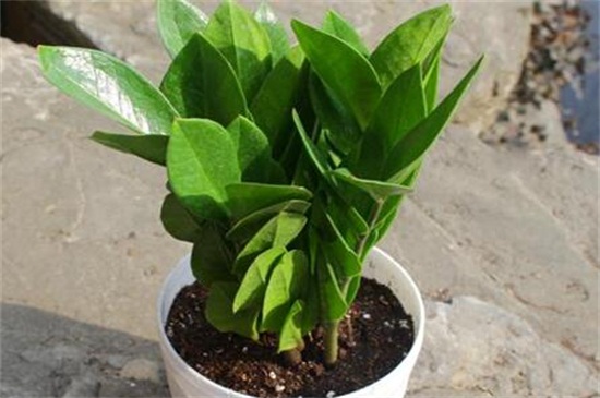 金钱树黄叶如何办，重新上盆控水停肥光照养护