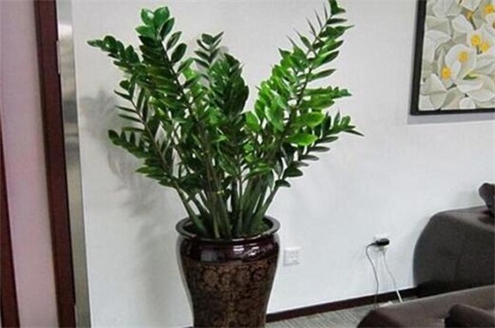 金钱树黄叶如何办，重新上盆控水停肥光照养护