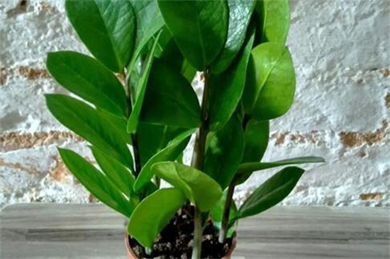 金钱树黄叶如何办，重新上盆控水停肥光照养护