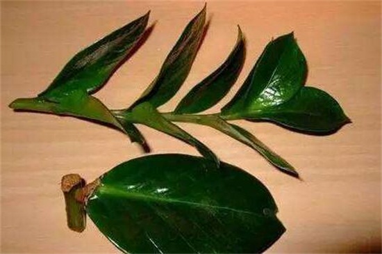 金钱树叶子发黑如何办，遮荫处理或者换土处理