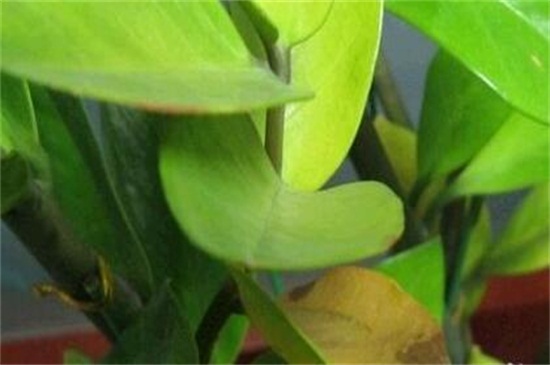 金钱树叶子发黑如何办，遮荫处理或者换土处理