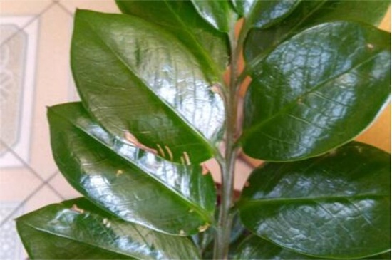 金钱树叶子发黑如何办，遮荫处理或者换土处理