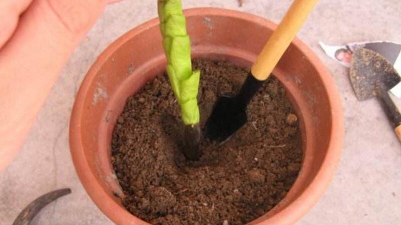 金钱树如何扦插