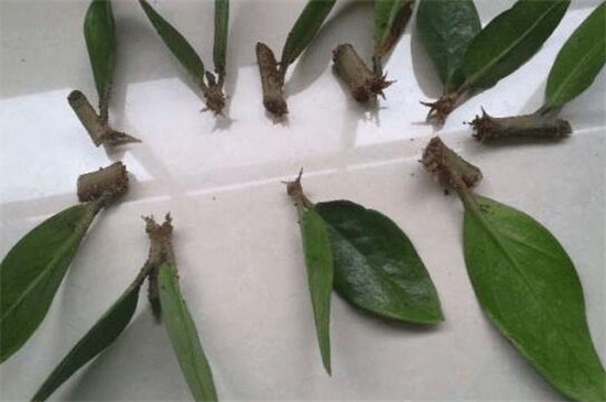 金钱树如何扦插