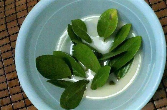 金钱树如何扦插