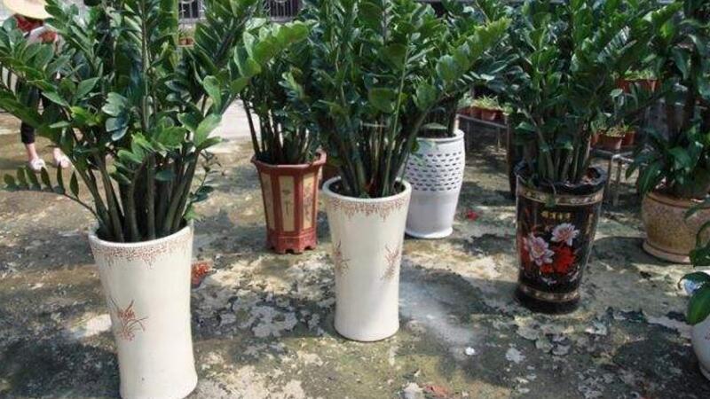 金钱树太长如何修剪