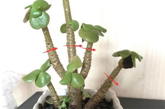 金钱树太长如何修剪