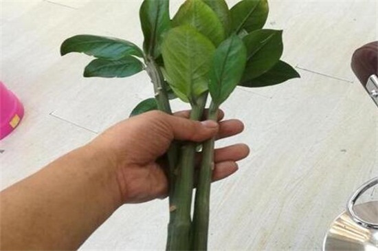 金钱树太长如何修剪