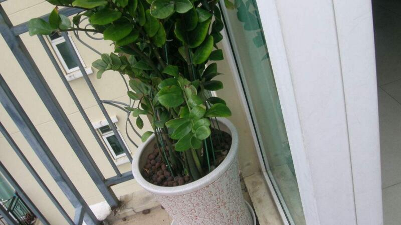 金钱树能浇阿司匹林吗