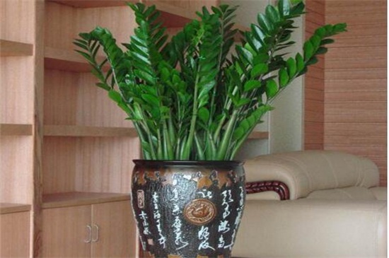 金钱树能浇阿司匹林吗