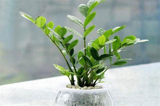 金钱树可以浇啤酒吗