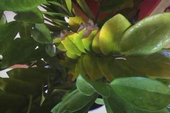 金钱树叶子黄如何修剪，基部处修剪并涂抹愈合剂