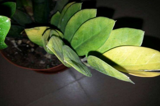 金钱树叶子黄如何修剪，基部处修剪并涂抹愈合剂