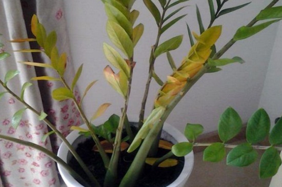 金钱树叶子黄如何修剪，基部处修剪并涂抹愈合剂