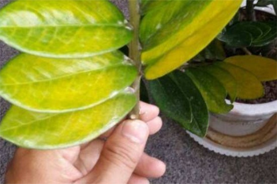 金钱树叶子黄如何修剪，基部处修剪并涂抹愈合剂